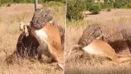 कोमोडो ड्रैगन ने किया हिरण पर घातक प्रहार, एक ही झटके में दबोचकर जानवर को निगल गया (Watch Viral Video)